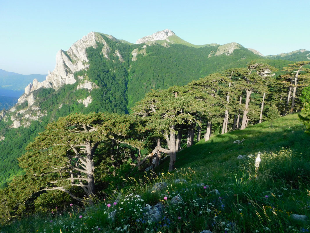 Planinica iznad Vratara, pogled sa Borića
