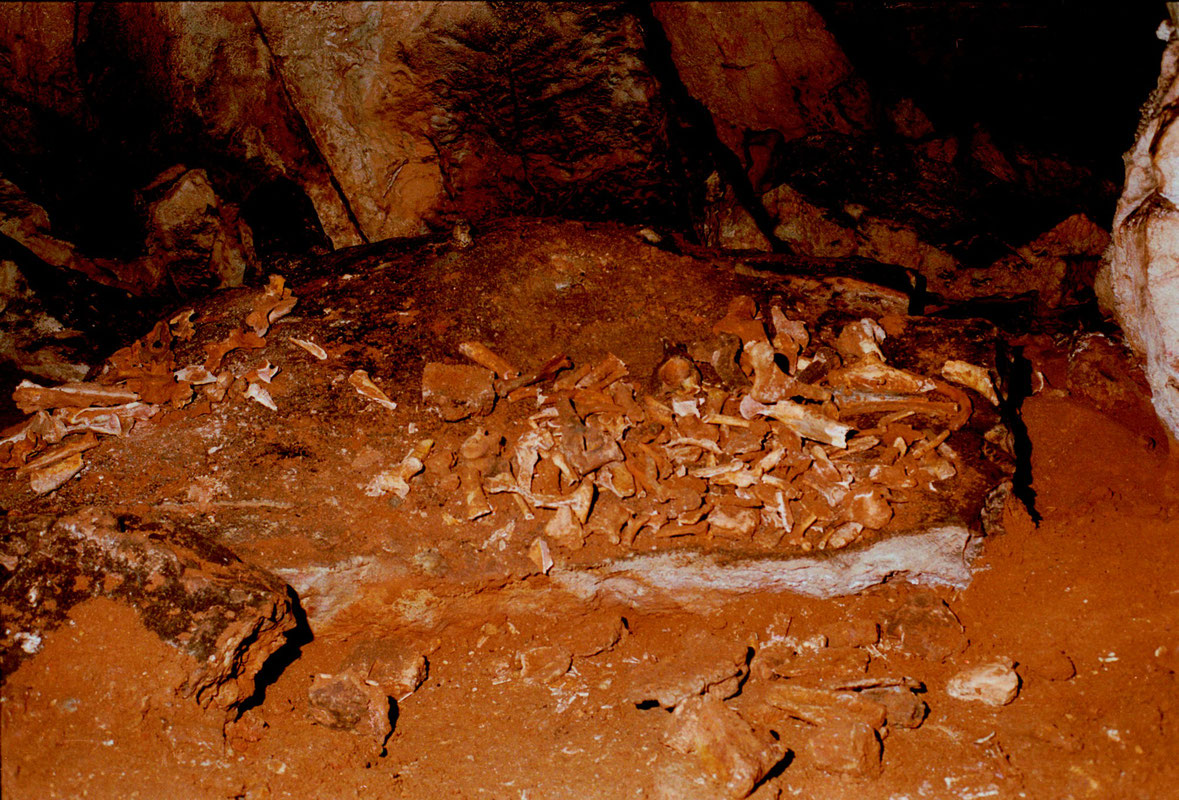 Paleontološki ostaci