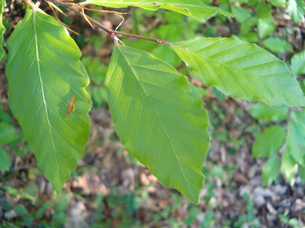 Fagus sylvatica, list