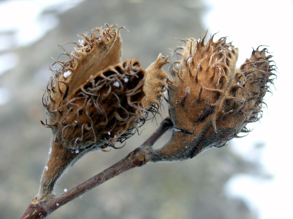 Fagus sylvatica, plod