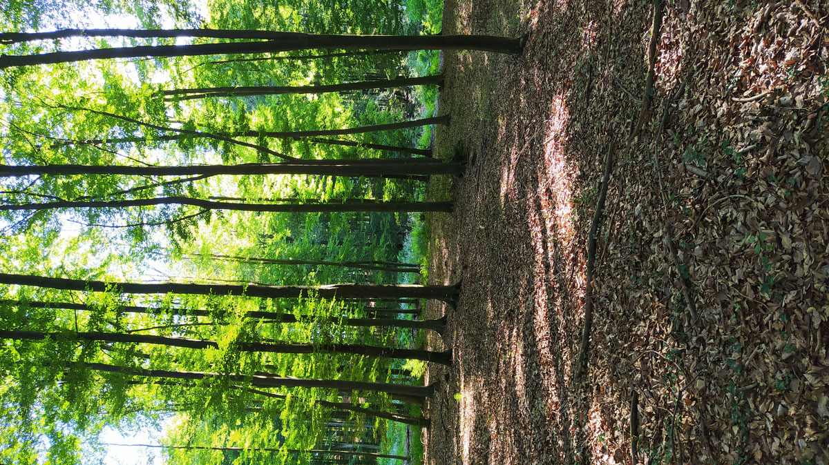 Fagus sylvatica, Careva gora