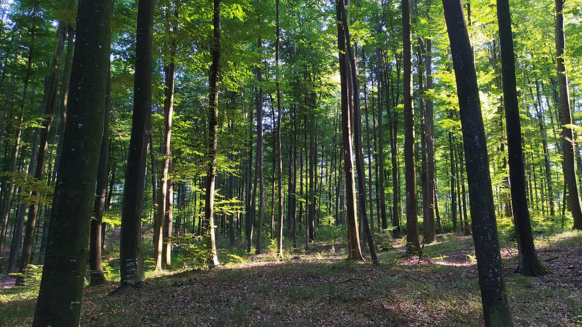 Fagus sylvatica, Careva gora