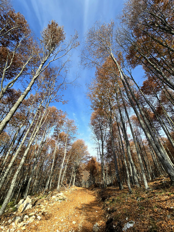 Bukova šuma iznad Kamenice