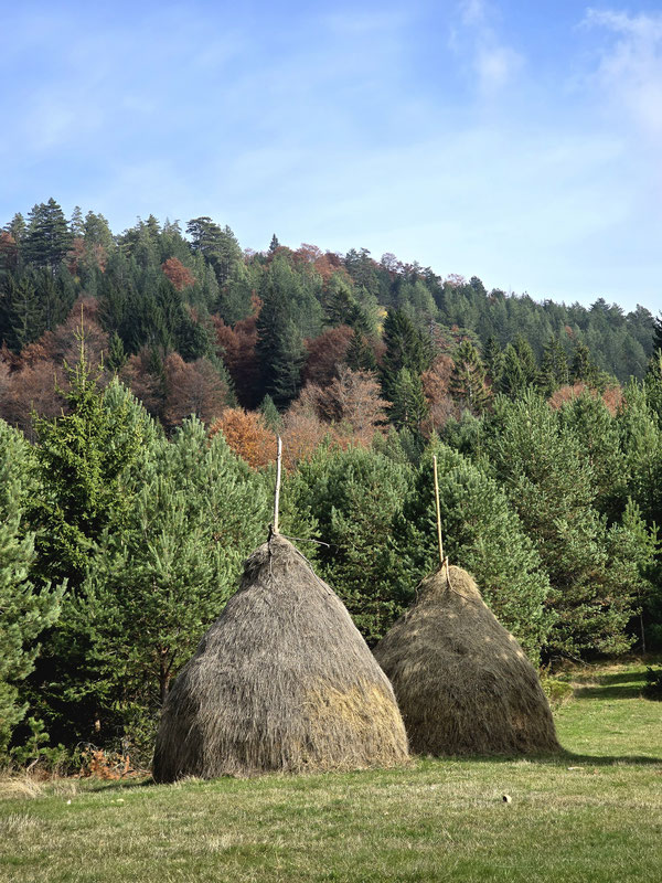 Selo Kragujevac