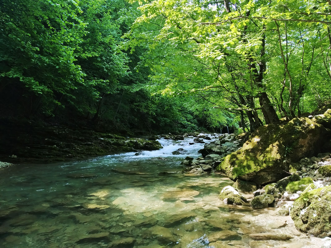 Rijeka Cvrcka