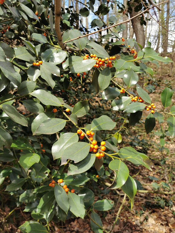 Božikovina (Ilex aquifolium), Vranjačka Trebava