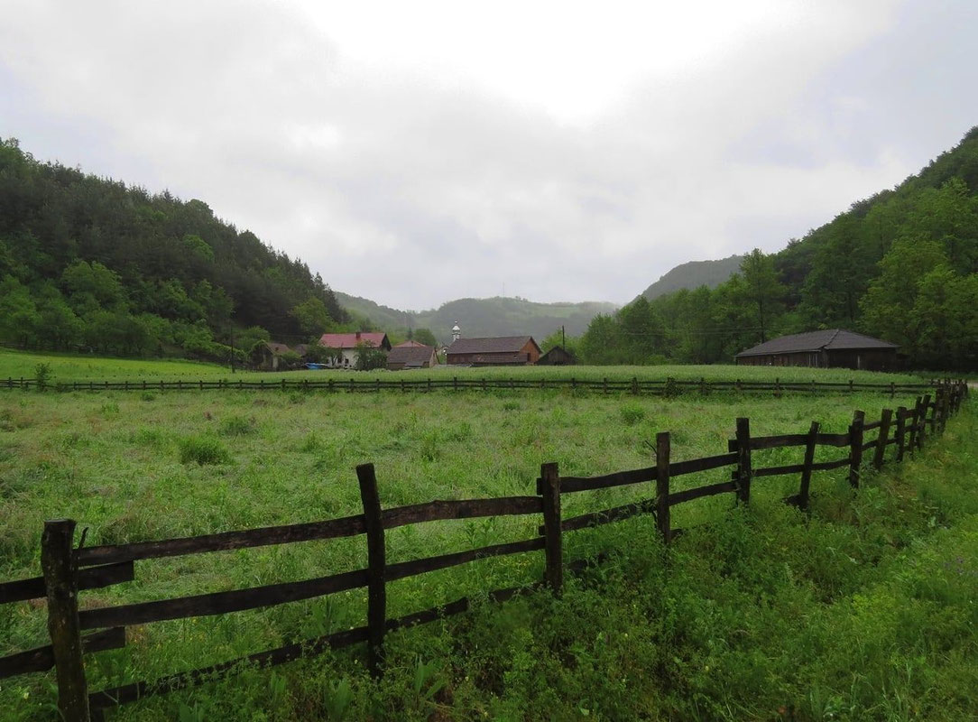 Livade košanice, Riječani